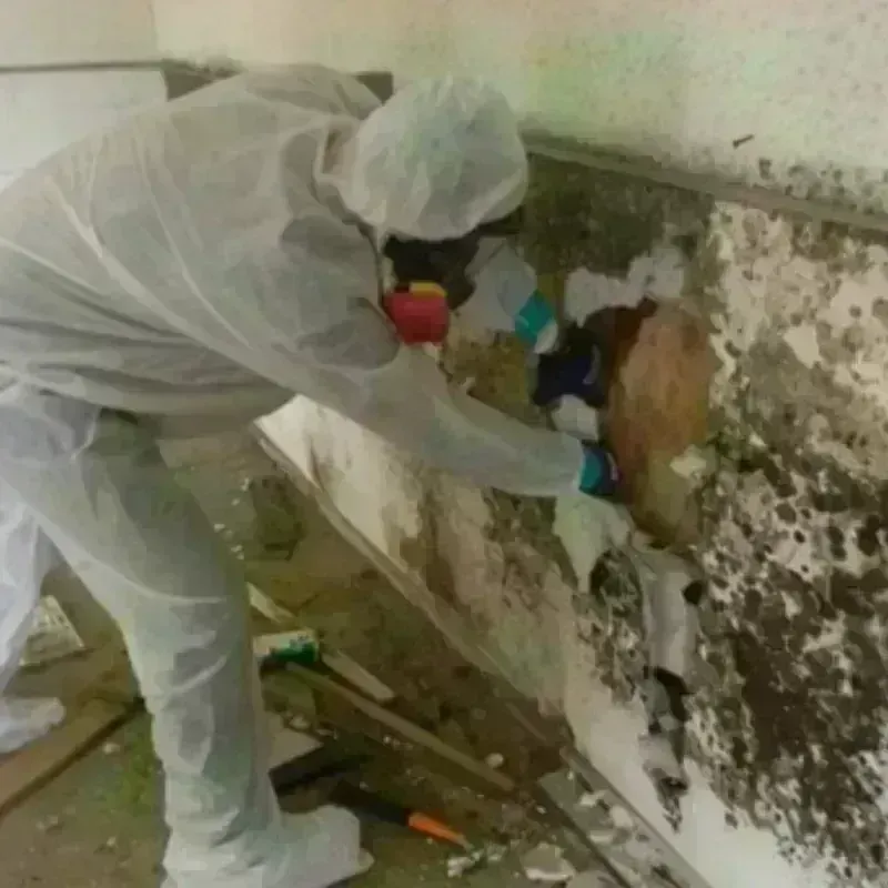 Mold Remediation and Removal in Petersburg, AK